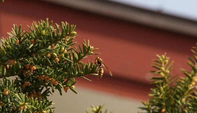 2024年春（４月）アシナガバチが活動をはじめたところ。
